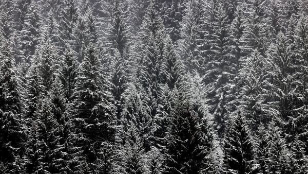 Mit Neuschnee bedeckt sind die Nadelbäume eines Bergwaldes bei Fischen in Bayern., © Karl-Josef Hildenbrand/dpa