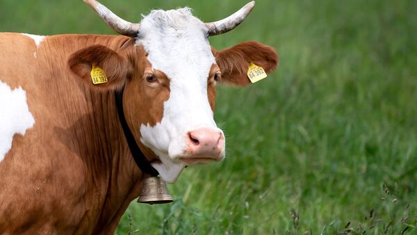 Eine Kuh steht auf einer Weide. Sie trägt eine traditionelle Glocke um den Hals., © Sven Hoppe/dpa