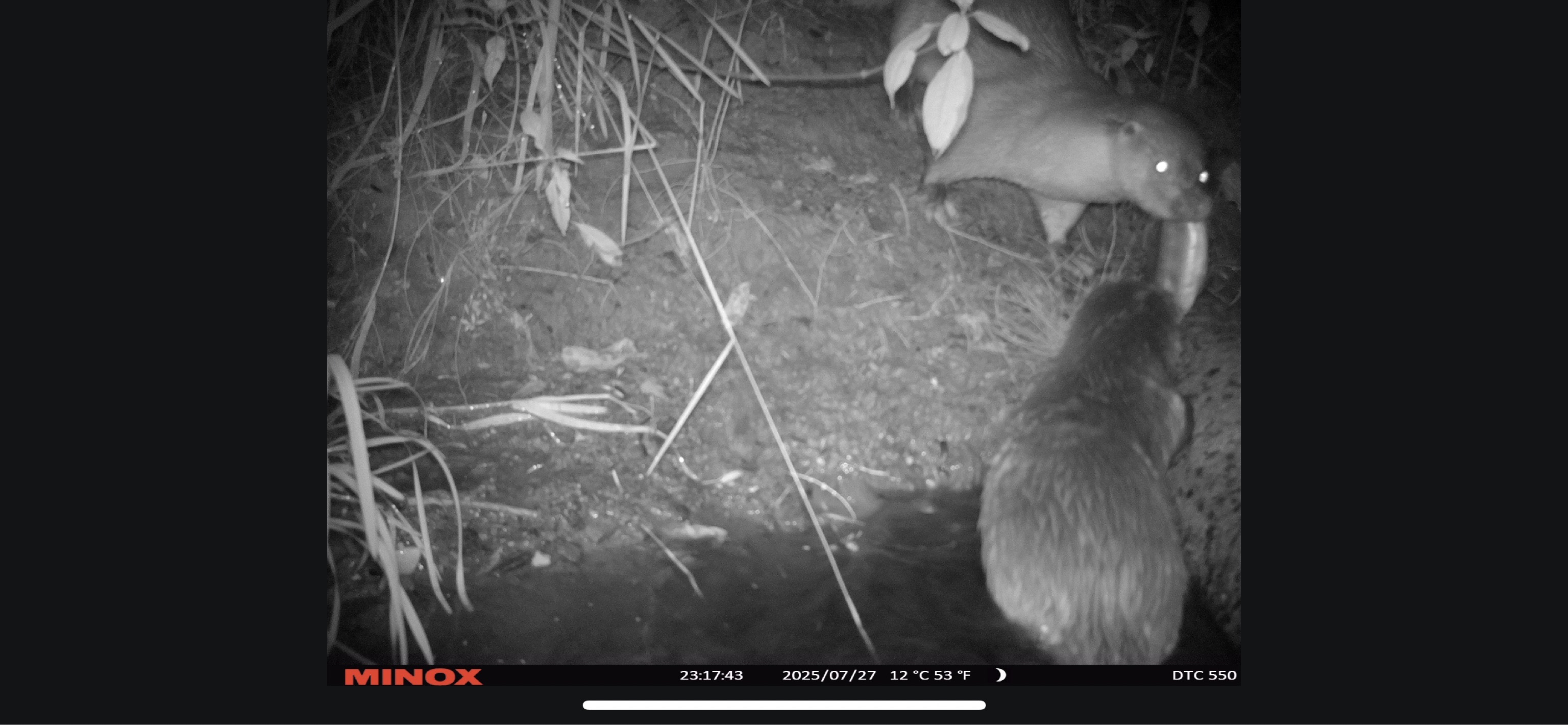 © Alexander Horn (Otterberater)